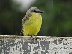 Tyrannus albogularis