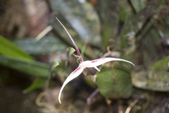 Bulbophyllum nitidum