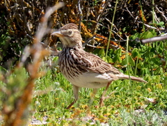 Galerida magnirostris magnirostris