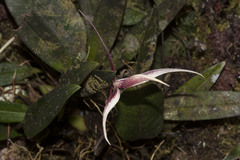 Bulbophyllum nitidum