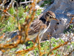 Galerida magnirostris magnirostris