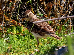 Galerida magnirostris magnirostris