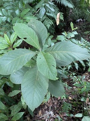 Cordia sulcata