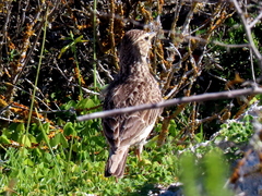 Galerida magnirostris magnirostris