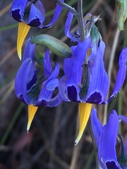Conanthera bifolia