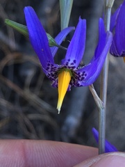 Conanthera bifolia