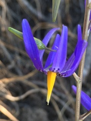 Conanthera bifolia