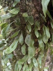 Microgramma piloselloides