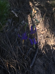 Conanthera bifolia