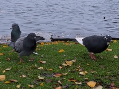 Columba livia domestica