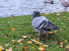 Columba livia domestica