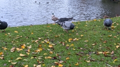 Columba livia domestica