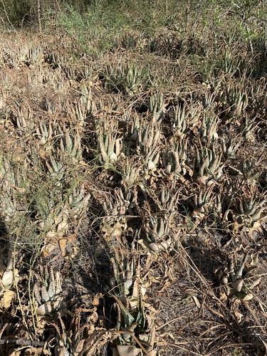 Aloe bamangwatensis Schönland 2