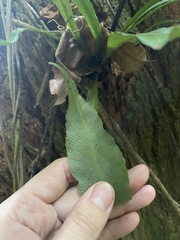 Asplenium serratum