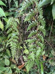 Odontosoria aculeata