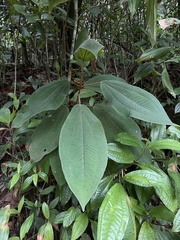 Miconia serrulata