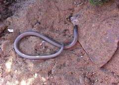 Anniella geronimensis