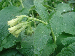 Symphytum cordatum