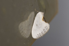 Cilix hispanica