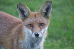 Vulpes vulpes