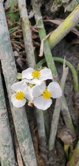 Sagittaria cuneata
