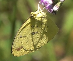 Eurema floricola