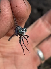 Orthetrum icteromelas