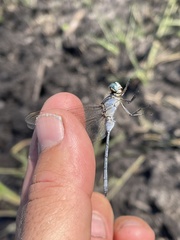 Orthetrum icteromelas