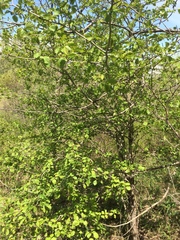 Crataegus suborbiculata