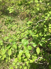 Crataegus suborbiculata