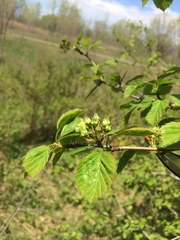 Crataegus suborbiculata