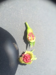 Crataegus suborbiculata