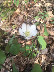Jeffersonia diphylla