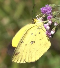 Eurema floricola