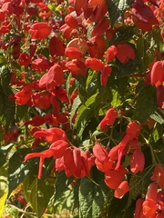 Salvia sessei
