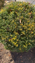 Withania begonifolia