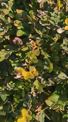 Withania begonifolia