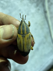 Rhynchophorus phoenicis
