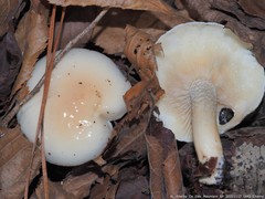 Hygrophorus occidentalis