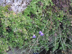 Chaenorhinum origanifolium