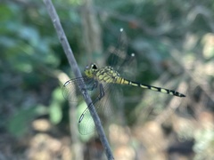 Chalcostephia flavifrons