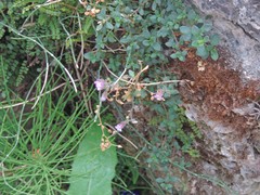 Chaenorhinum origanifolium