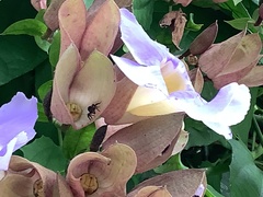 Trigona fulviventris