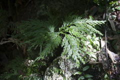 Selaginella longipinna