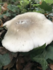 Clitocybe nebularis