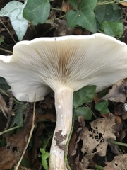 Clitocybe nebularis