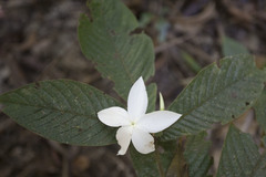 Atractocarpus hirtus