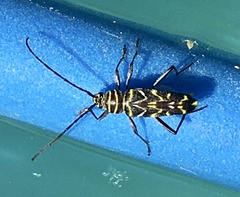 Megacyllene acuta