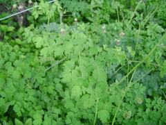 Thalictrum decipiens