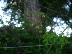 Thalictrum decipiens